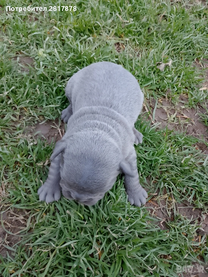 френски булдог , снимка 1