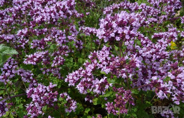 Етерично масло от Риган 10 мл. в стъклено шишенце с капкомер, снимка 1