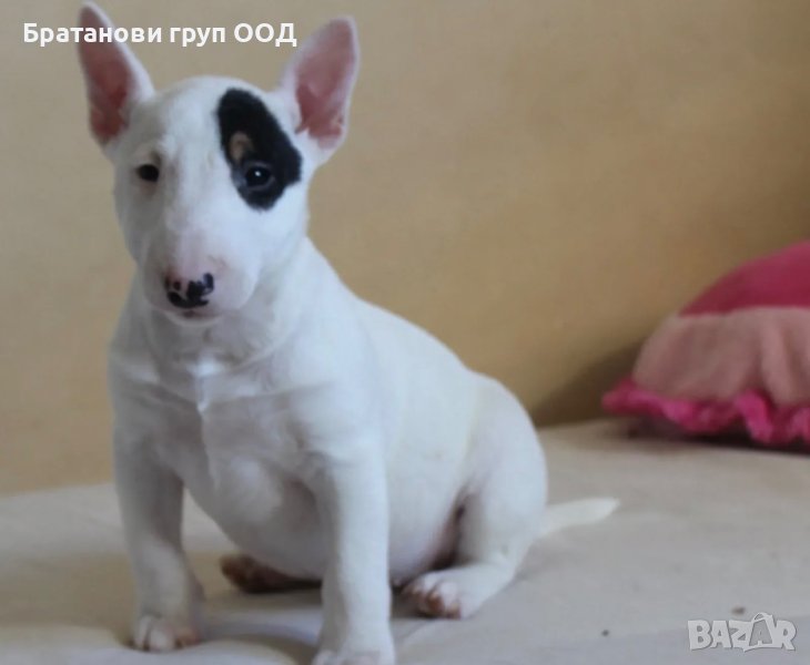 Мини Бултериери, снимка 1