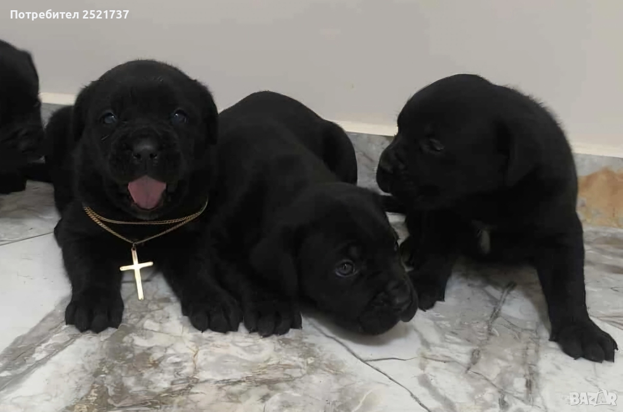 Кане корсо , снимка 1