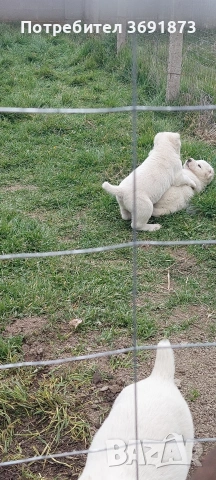 алабайчета чистокръвни, снимка 4 - Алабай - 54087010