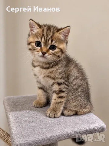 Златно британско котенце Black Golden Tabby – момче