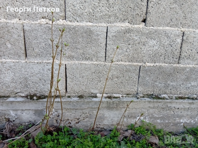 Люляк , снимка 2 - Градински цветя и растения - 54149717