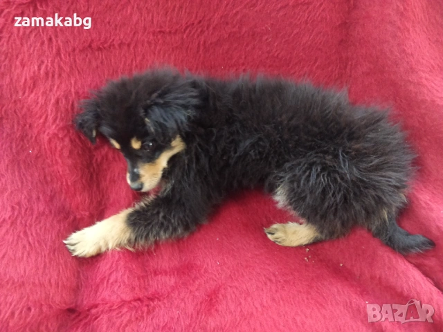 Малка безпомощна сладка душица, спасена от улицата и търси дом, снимка 2 - Други - 54095639