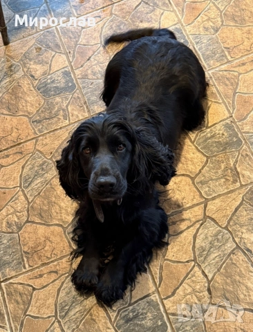 Мъжки кокер шпаньол , снимка 7 - Кокер шпаньол - 53130436