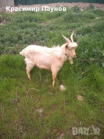 Млад пръч ,на една година ,за дъмъзлък ., снимка 14 - Кози - 54035020