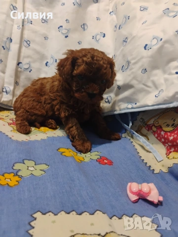 предлагам той пудели , снимка 4 - Пудели - 54271588