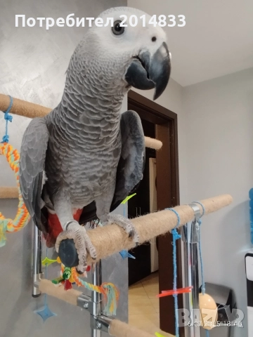 Продавам мъжко Жако 