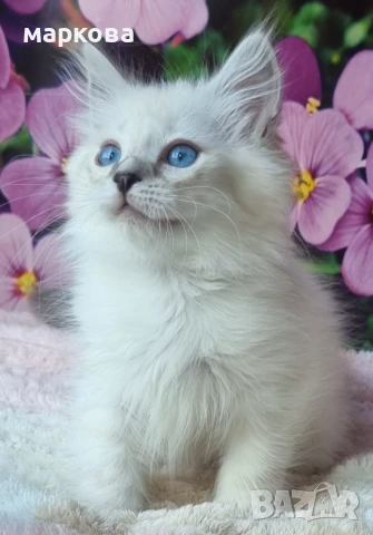 Сибирска-Невска маскарадна, снимка 3 - Сибирски - 41361142