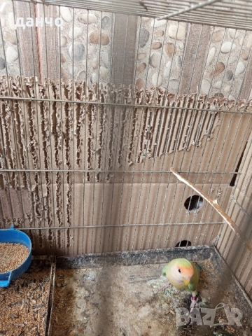 продавам неразделка , снимка 3 - Папагали - 51630295