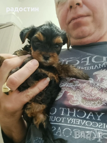 Йоркита момченца и момиченце