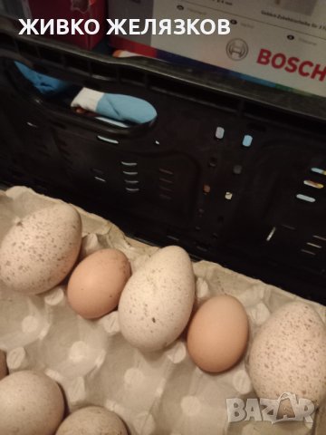 ПРОДАВАМ РАЗПЛОДНИ ОПЛОДЕНИ ПУЕШКИ ЯЙЦА, снимка 3 - Кокошки и пуйки - 40087456