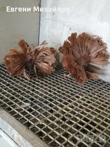 Фенерлии, снимка 3 - Гълъби - 49350625