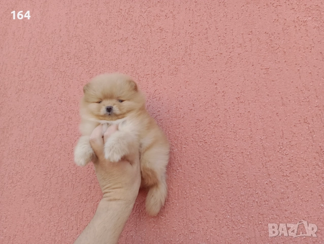 Мъжки Померан. Реални , снимка 5 - Померан - 52670057