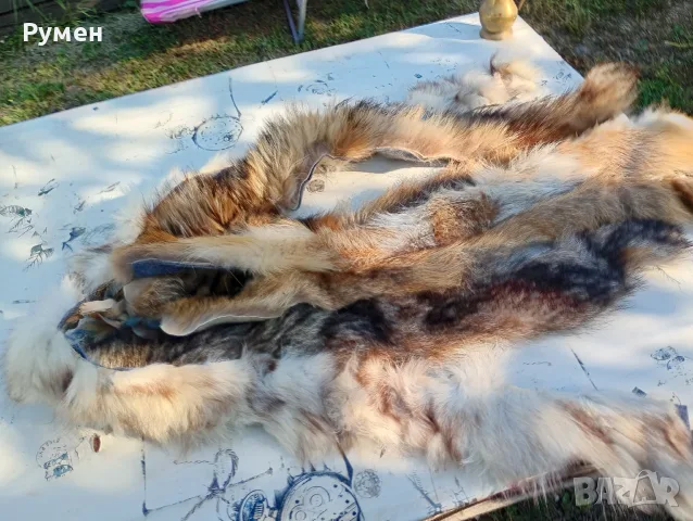 Кожи от лисица - естествени , снимка 9 - Други - 46688959