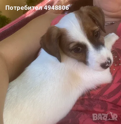 Джак Ръсел Териер