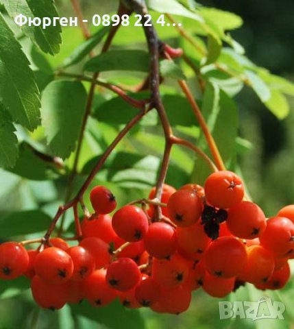 Офика - Sorbus aucuparia, снимка 4 - Разсади - 38210169