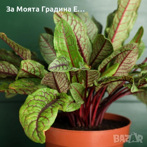 Киселец - Лапад, снимка 5 - Градински цветя и растения - 54020372