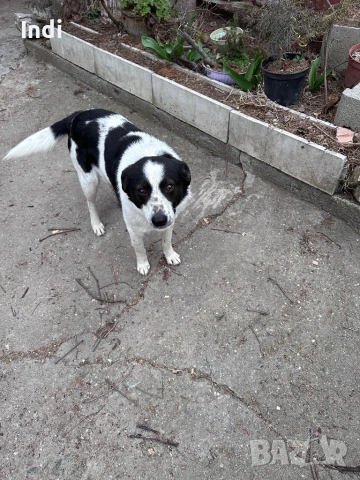 Подарявам женско куче на година, снимка 4 - Други - 53861696