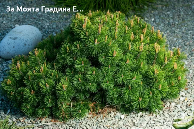 Клек - Pinus mugo pumilio, снимка 5 - Градински цветя и растения - 49489919