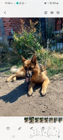 чисто кръвно , снимка 1