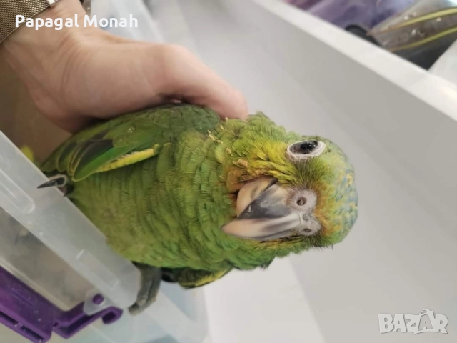 Ръчно хранени папагали Амазони , снимка 6 - Папагали - 51537707