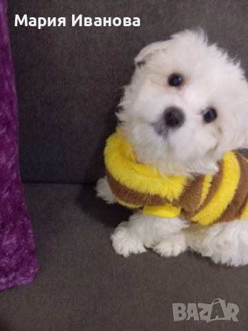 Малтийска болонка , снимка 2 - Болонка - 52982064