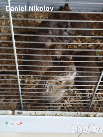 Подаряване на Дегу - Чилийска катеричка , снимка 2 - Други - 51454717