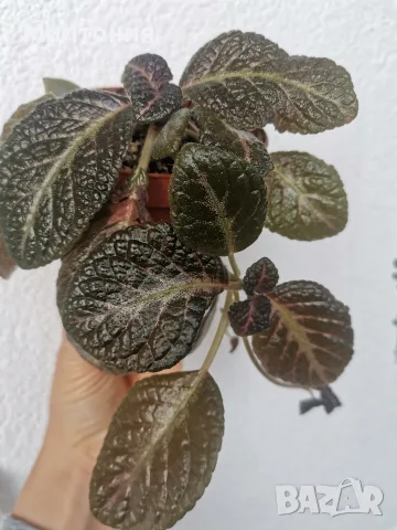 еписция episcia sun gold , снимка 2 - Стайни растения - 56280994