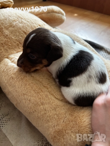 ДЖАК РЪСЕЛ-250ЛВ ЗА СЛАДУРЧЕ 1009251806, снимка 9 - Джак ръсел териер - 51669599