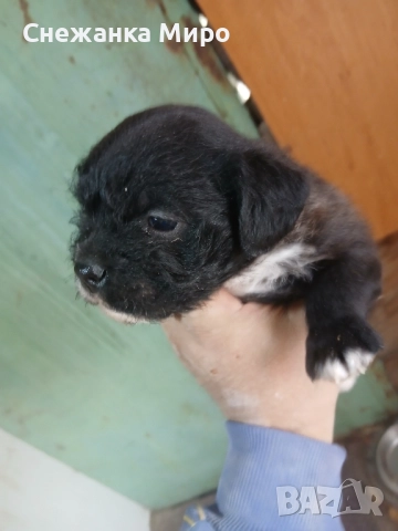 френски булдог, снимка 6 - Френски булдог - 52639016