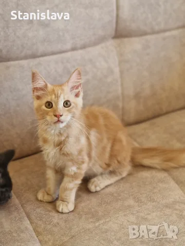 котенца Мейн Куун, снимка 14 - Мейн кун - 55670869
