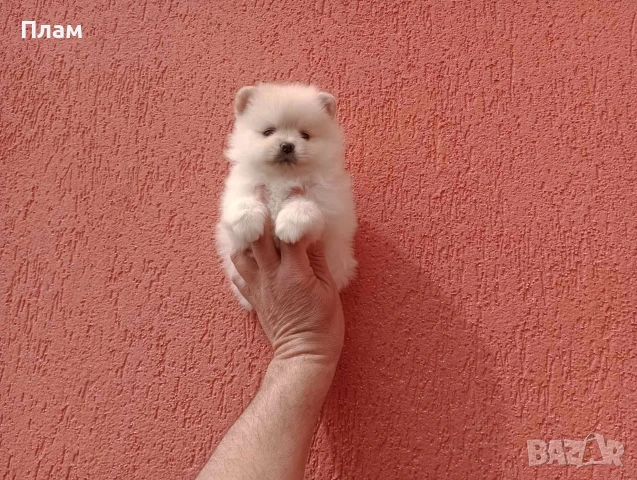 Померани.Реални снимки ! Мъжки и женски., снимка 2 - Померан - 54038182