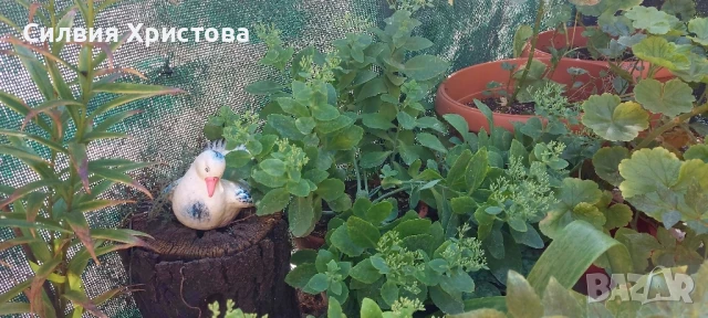 Продавам големи разстения Дебела Мара , снимка 2 - Градински цветя и растения - 51376701