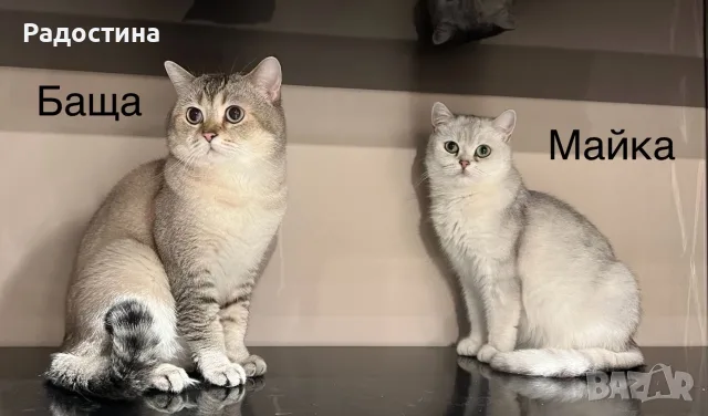 Британско късокосместо коте, снимка 10 - Британска късокосместа - 55506439