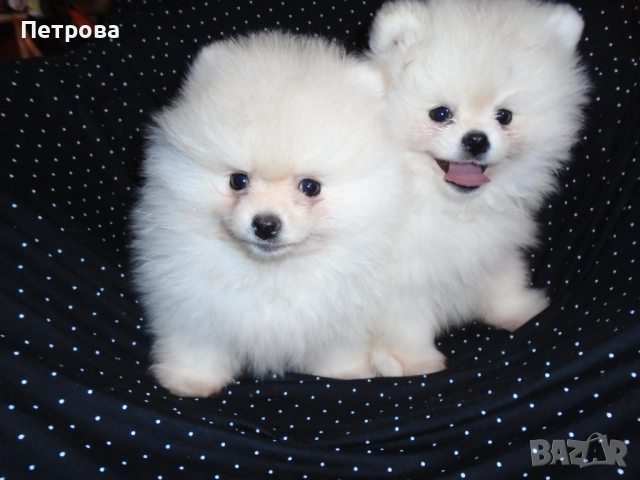 Продавам две мини померанчета момчета, снимка 2 - Померан - 52743914