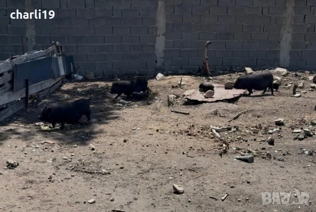 Виетнамски прасета, снимка 6 - Прасета - 52557800