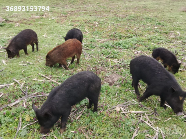 Продавам прасета, снимка 3 - Прасета - 54334729