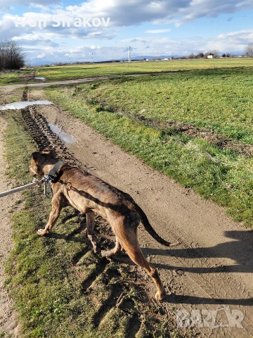 питбулчета от най-добрите разплодници в Европа , снимка 7 - Питбул - 54317331