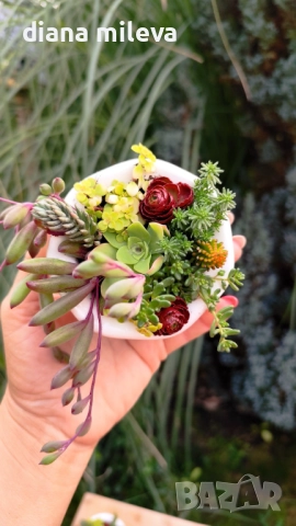 Гърнета аранжирани със сукуленти!, снимка 7 - Декорация за дома - 52496408