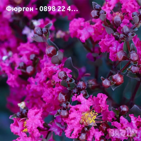 Индийски люляк Lagerstroemia indica Black Diamond Crimson red, снимка 8 - Разсади - 51236684