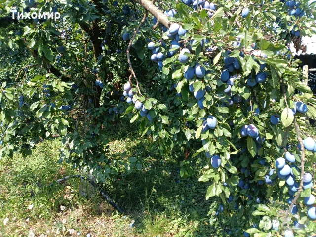 Сини сливи Стенлей 