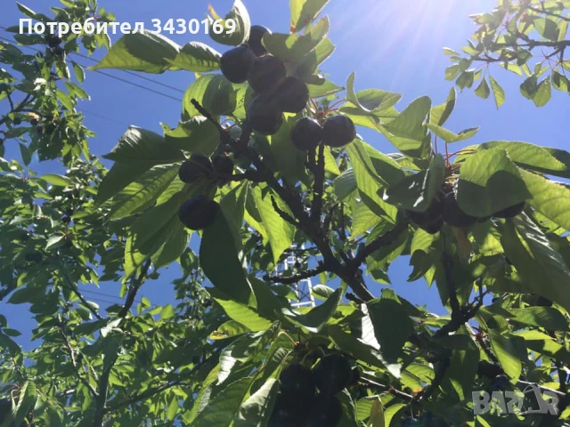 ПРОДАВА ЧЕРЕШОВИ ГРАДИНИ С НАСАЖДЕНИЯ