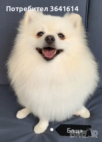 Продавам померан, снимка 7 - Померан - 53250988