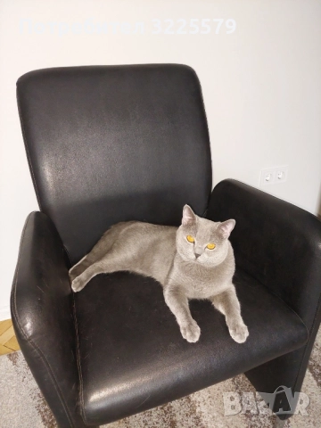 Британец за разплод, снимка 7 - Търси партньор - 51956362