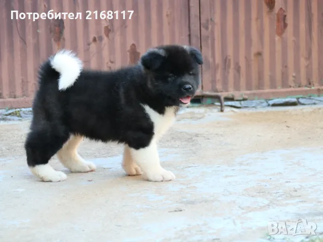 Американска акита кученца, снимка 4 - Акита - 56518340