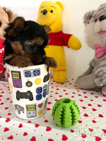 Йоркширски териер-Мини йорки, снимка 3 - Йоркширски териер - 52855047