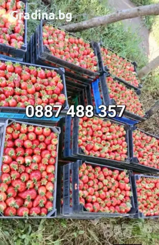 Продавам разсад ягоди сезонни и целогодишни сортове 