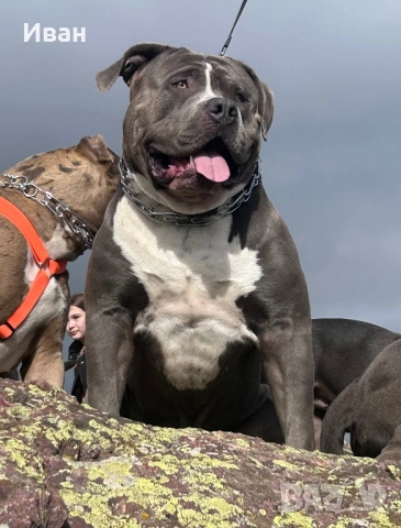 Мъжки були хл 