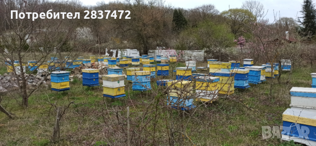 Продавам пчелни семейства , снимка 1 - За пчели - 44810122